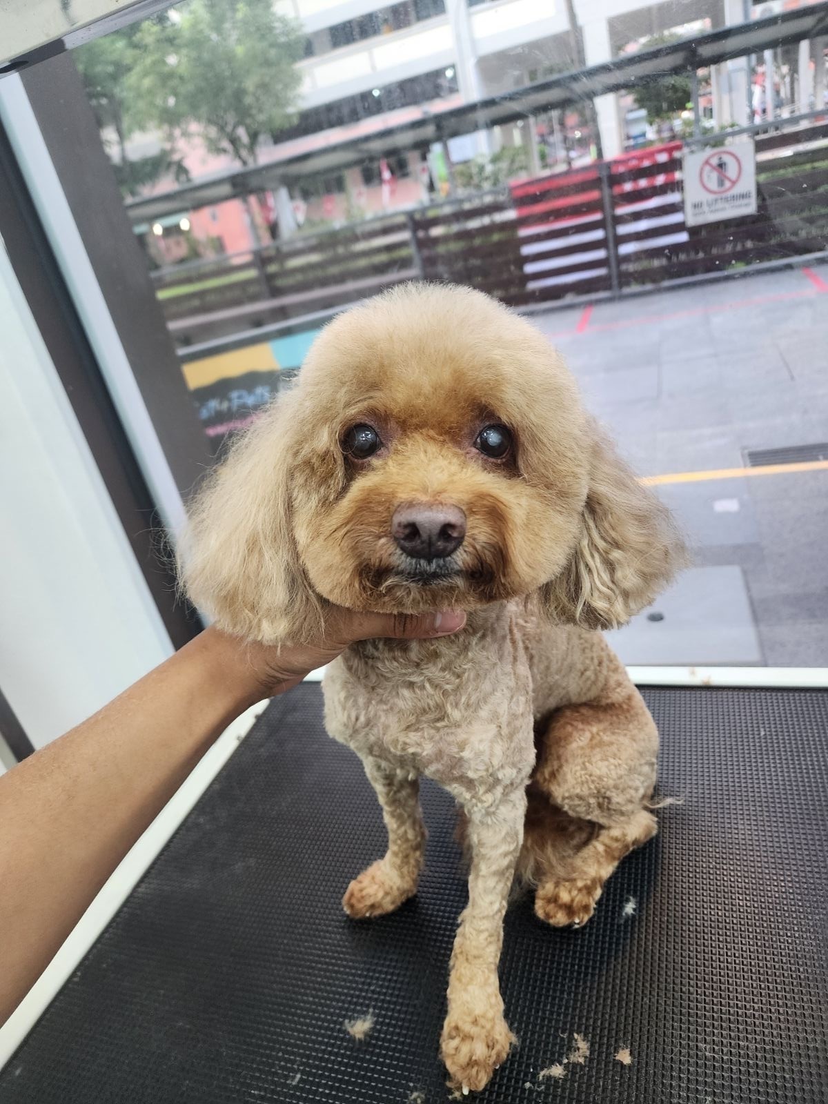 Lost Dog in Diaper: Pasir Ris 21, SG