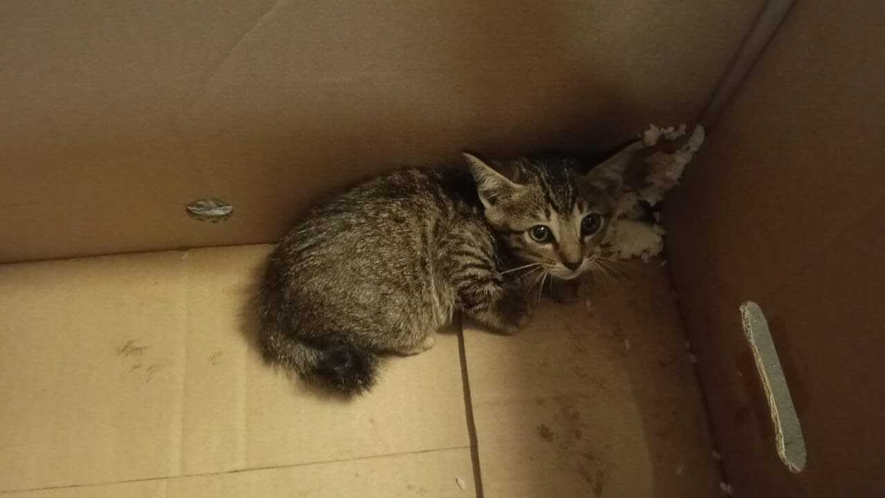 Found cat Singapore, photo: Found Cat on Anson Road, Singapore