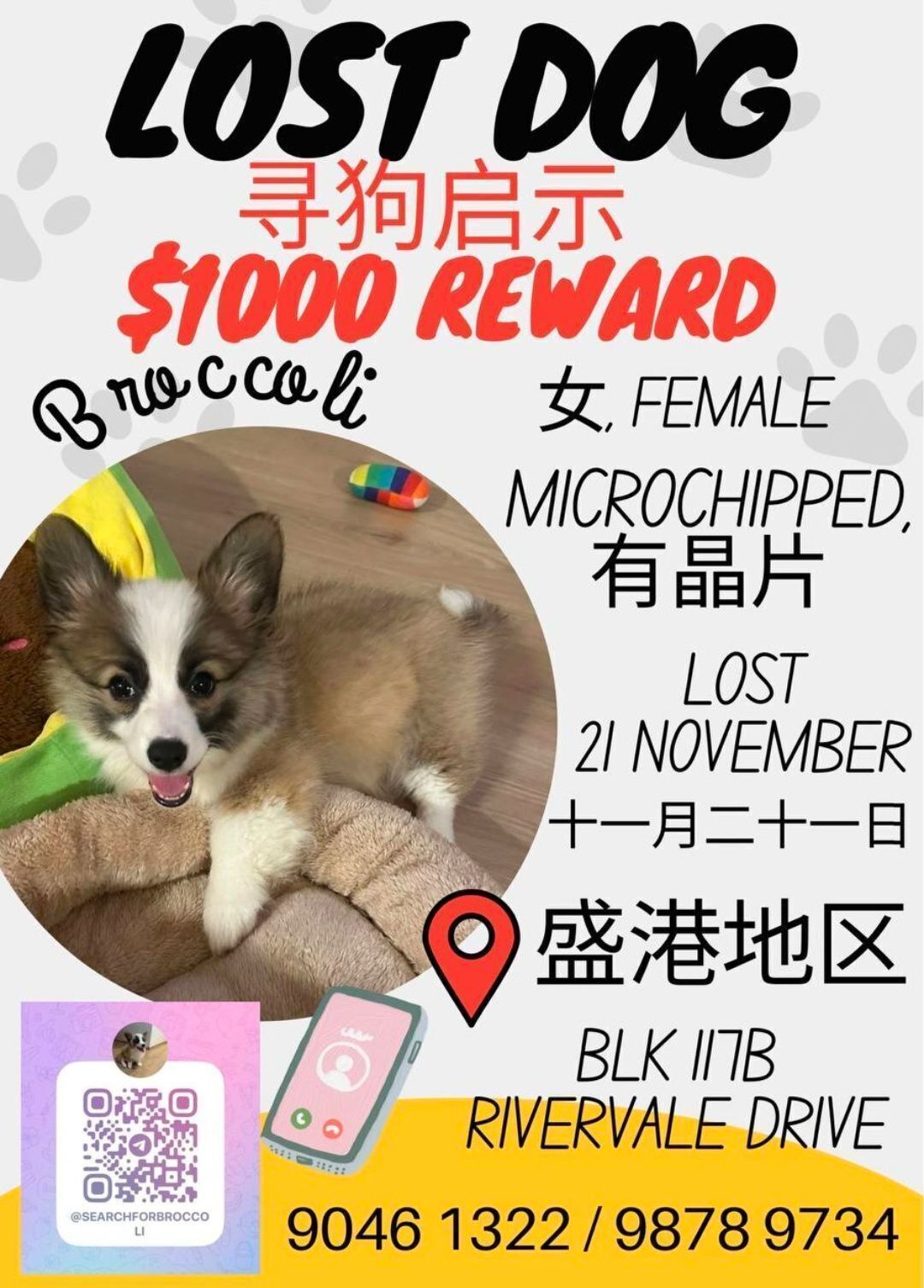 Lost and found pets Singapore, photo: Lost Corgi Puppy: Rivervale Drive, SG