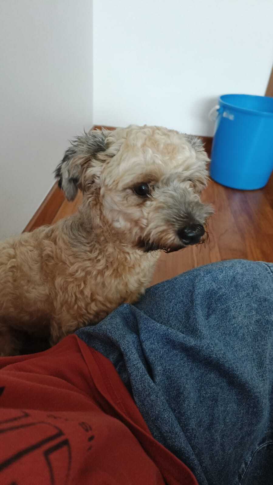 Lost and found pets Singapore, photo: Lost 1-Year-Old White Poodle - Inggu Rd