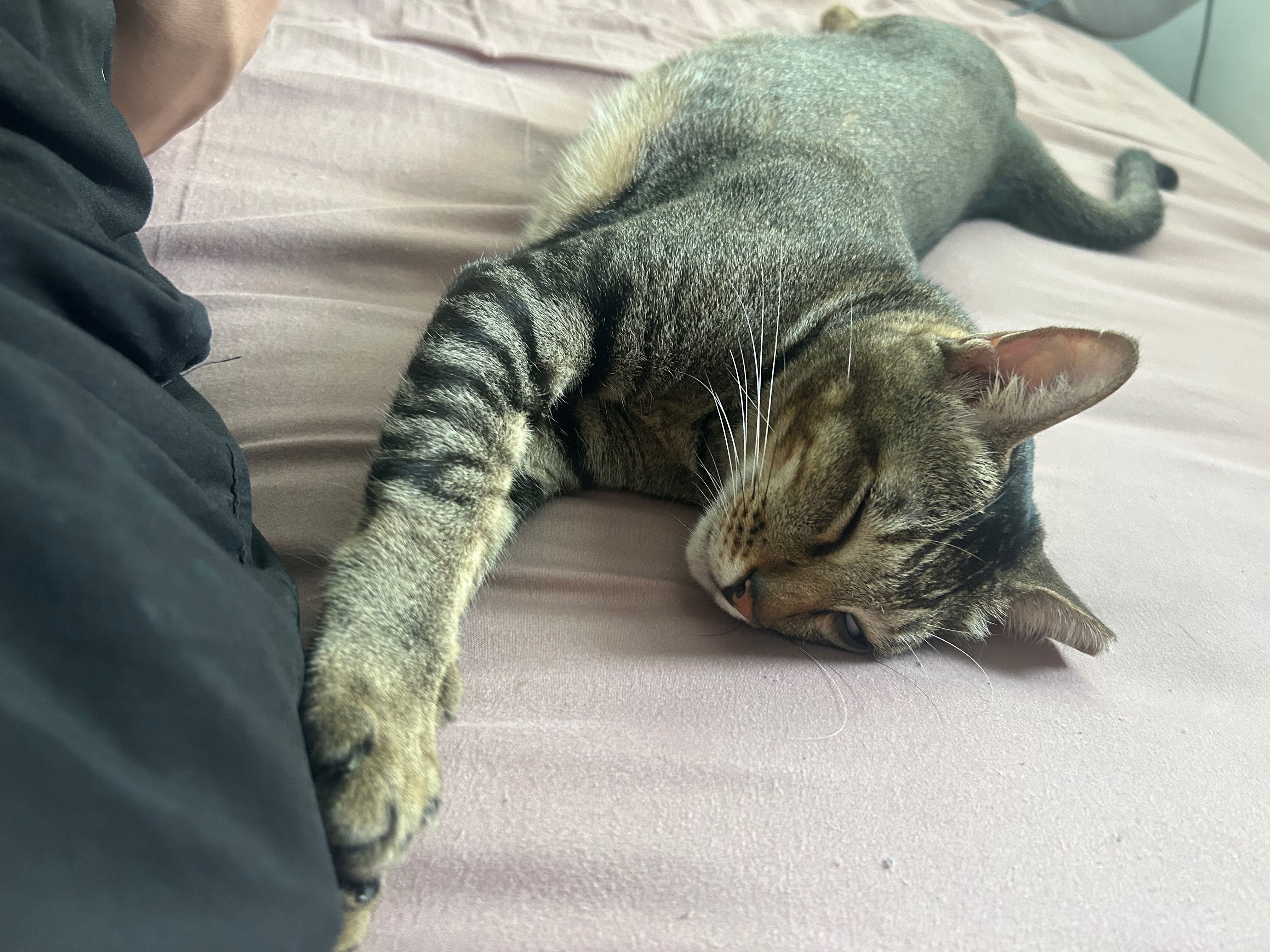 Missing cat , photo: Lost Tabby Cat: Long Tail, Pouch - S730104