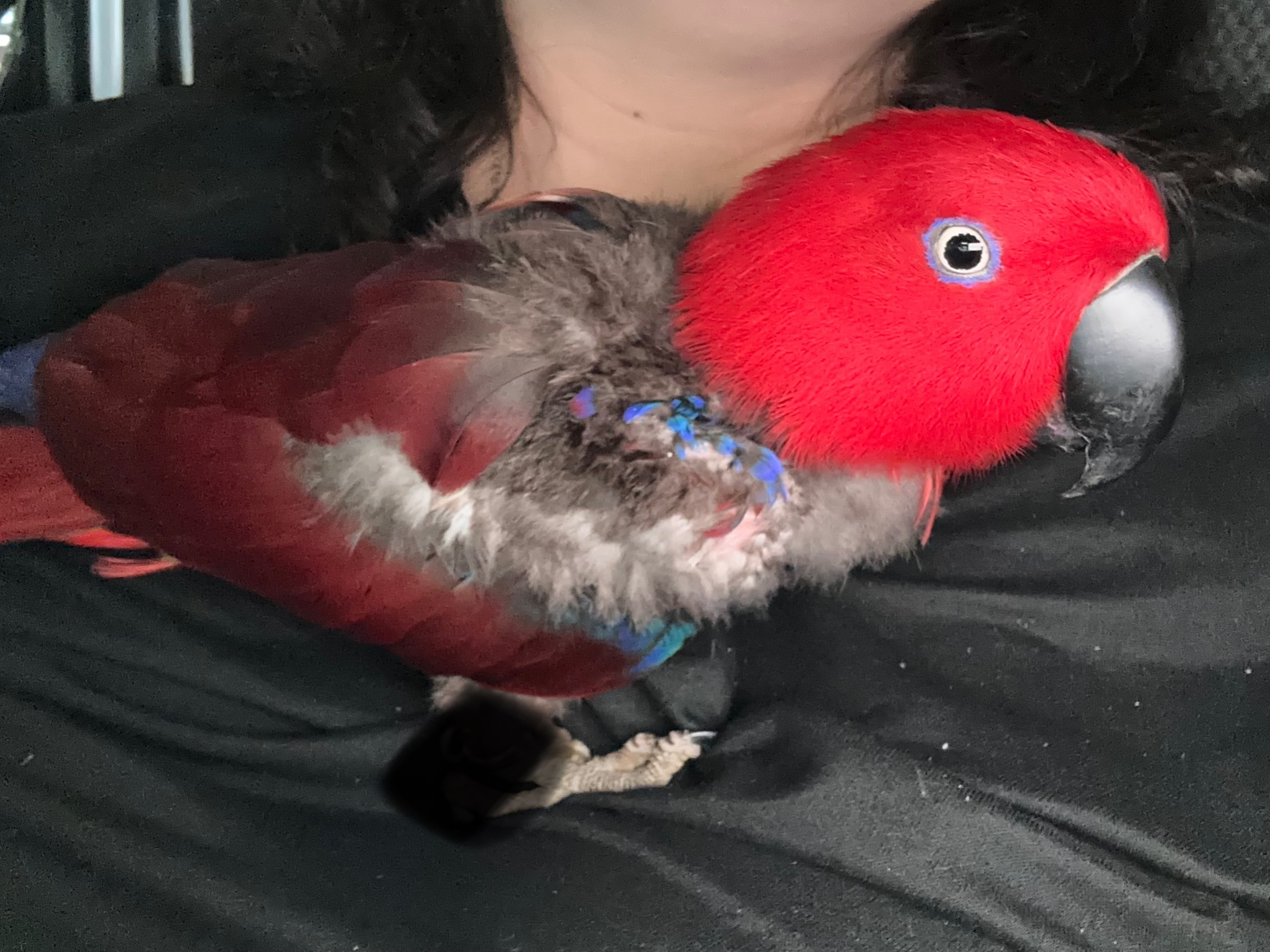 Lost Bird with Leg Rings in Hougang