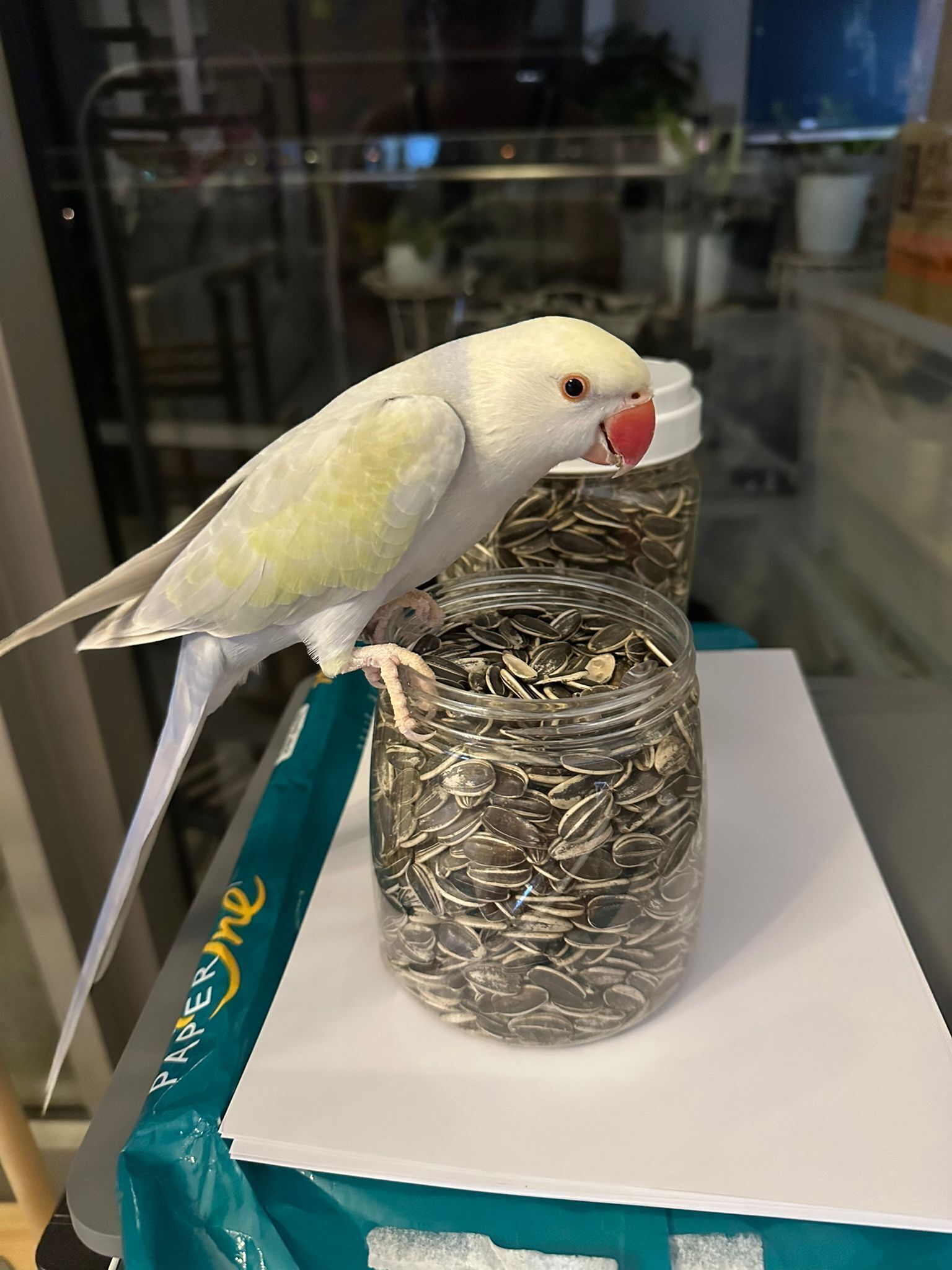 Lost Light Green Parrot on Cairnhill Rd