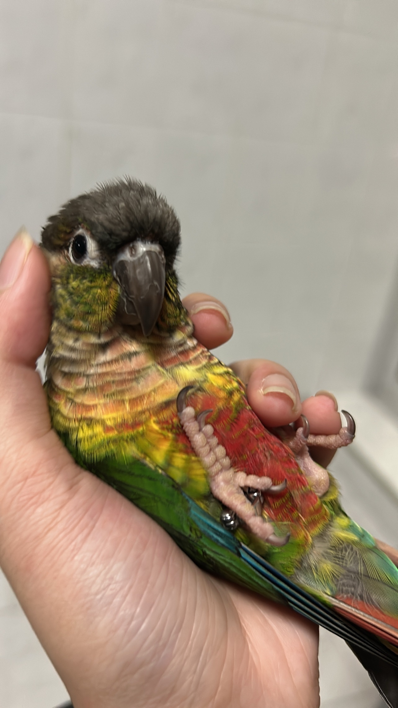 Lost pets Singapore, photo: Lost Bird: Yellow & Red Belly, Fajar Rd