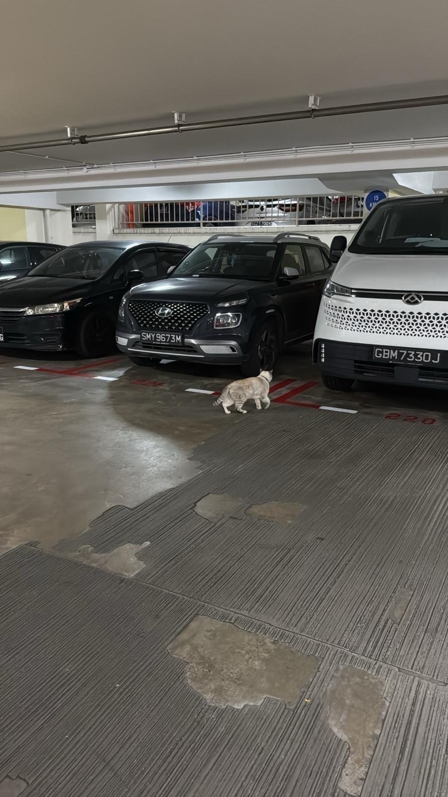 Terrified Cat Found in Singapo...