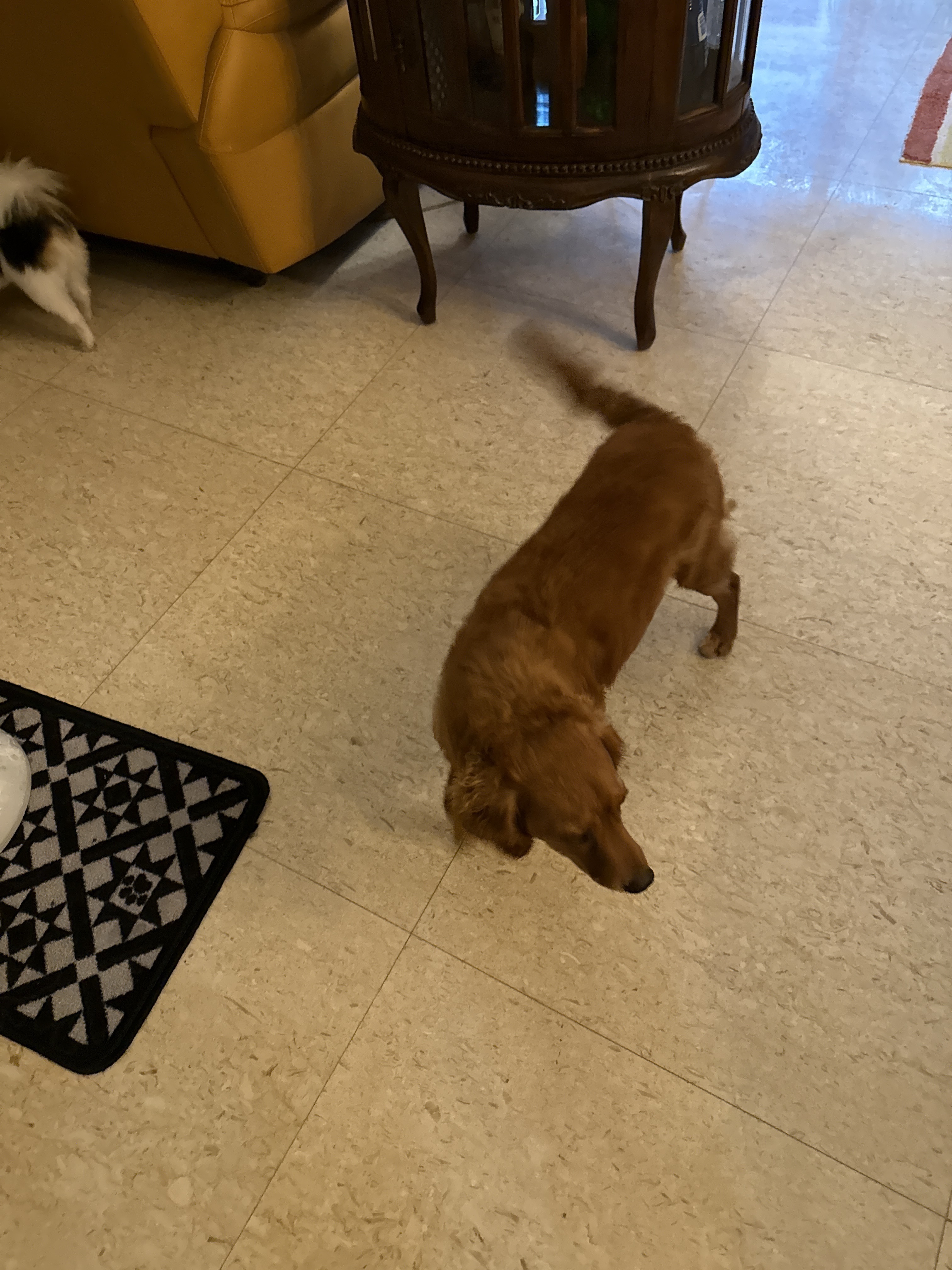 Friendly Brown Dog Found in Ta...