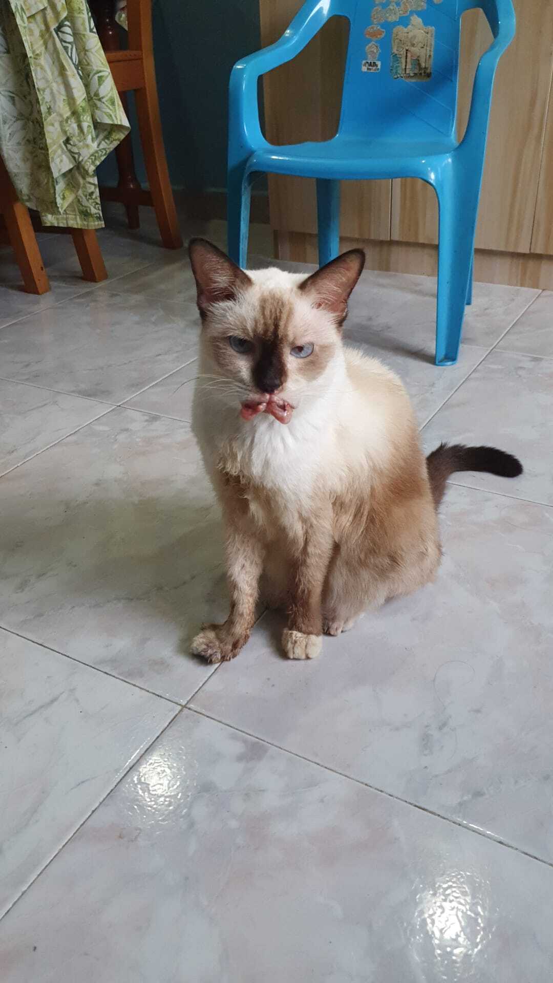 Lost Cat Misty: Injured & Limp...