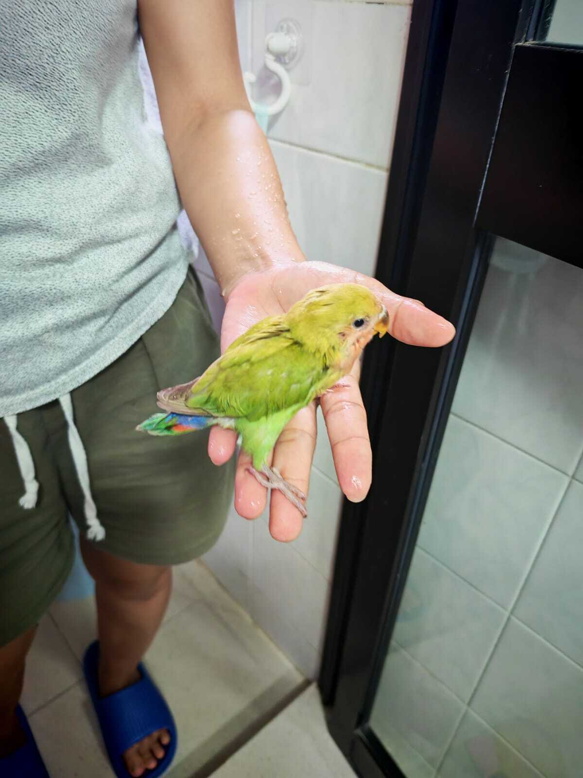 Young Greenish Bird Found at R...