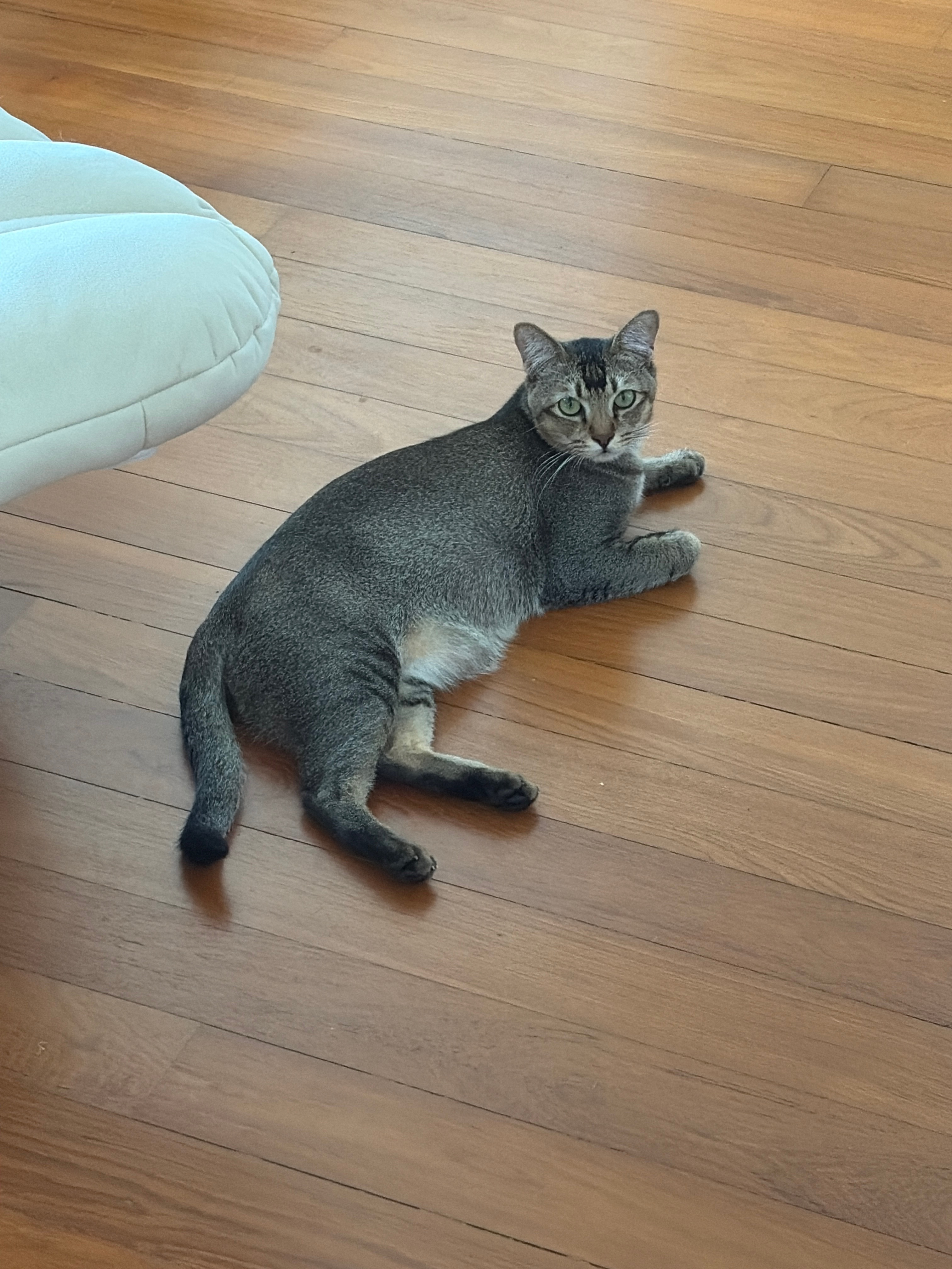 Lost Tabby: Brown, Black & White - Loewen Rd