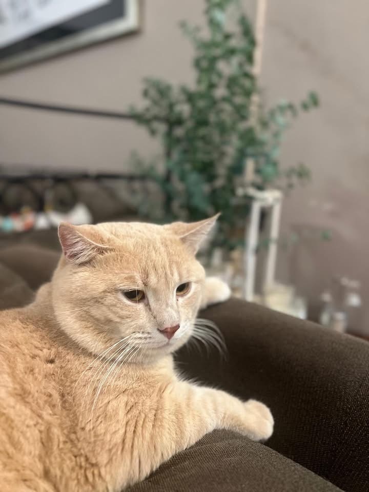 Lost Ginger Cat Haru: Last Seen at Linden Dr