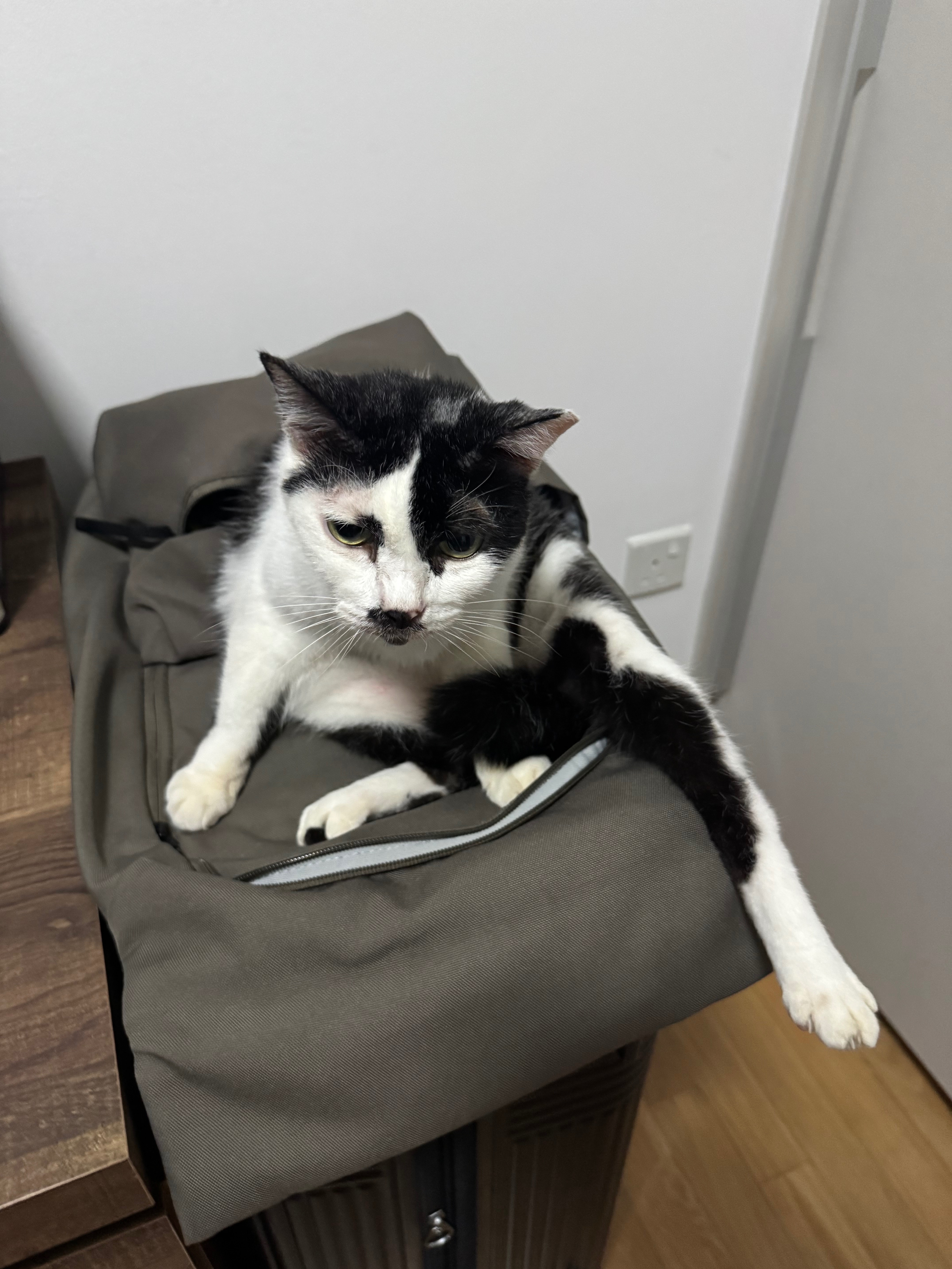 Lost: Black & White Cat in Hougang Ave 8