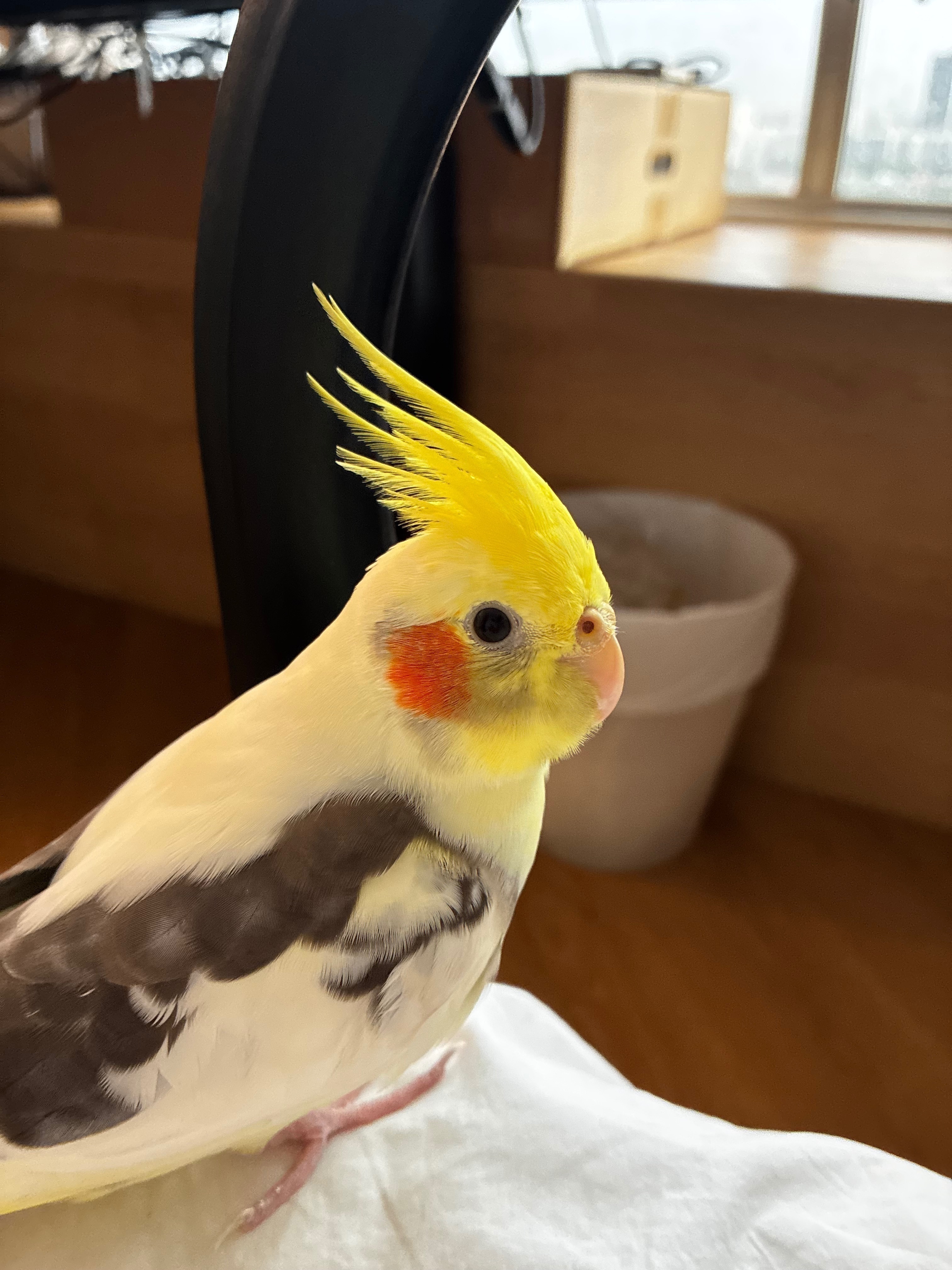 Lost and found pets Singapore, photo: Lost Bird: Yellow, Black Patches, S'pore