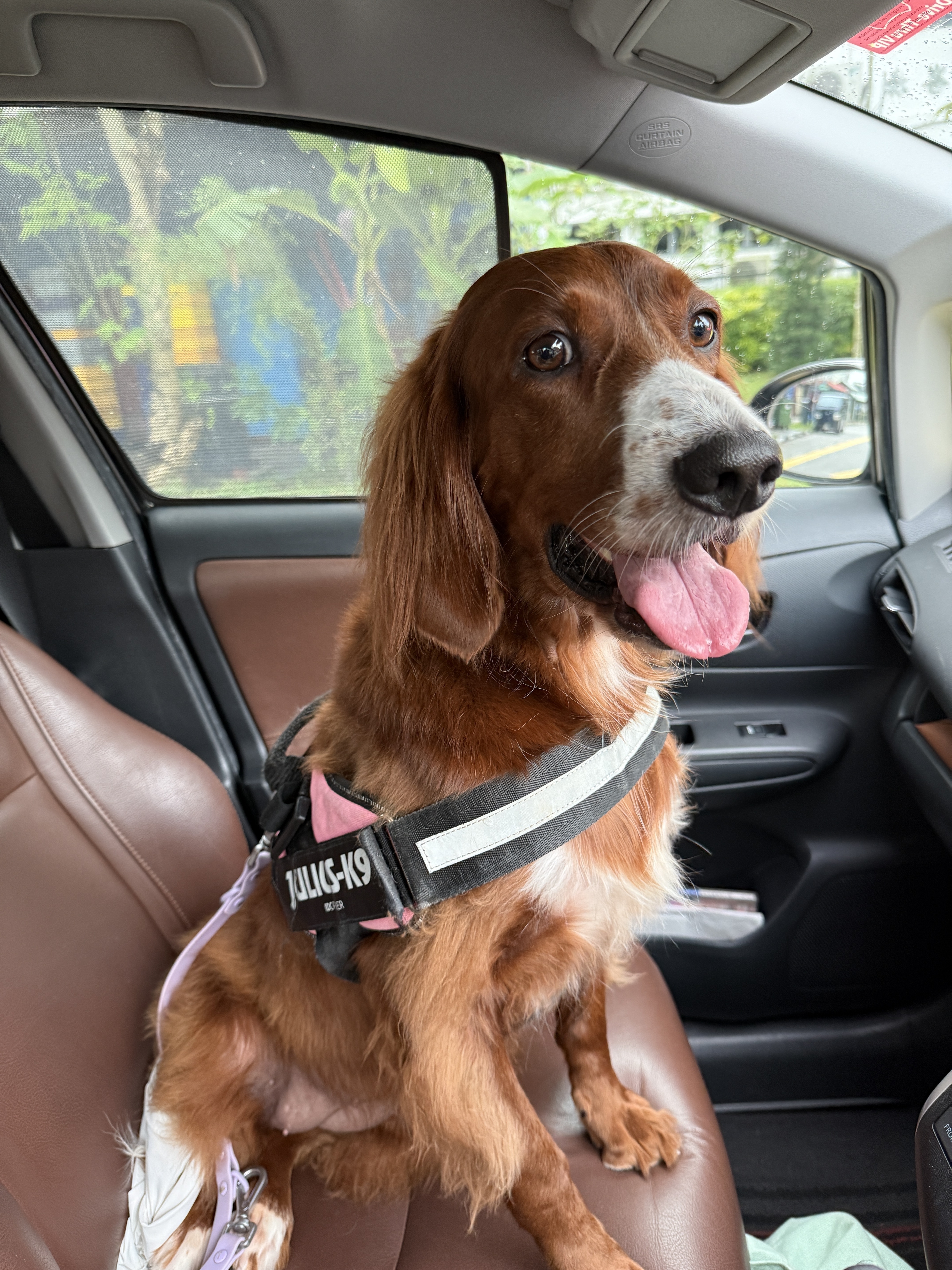 Lost pets Singapore, photo: Lost Brown Dog in Jalan Hikayat, SG