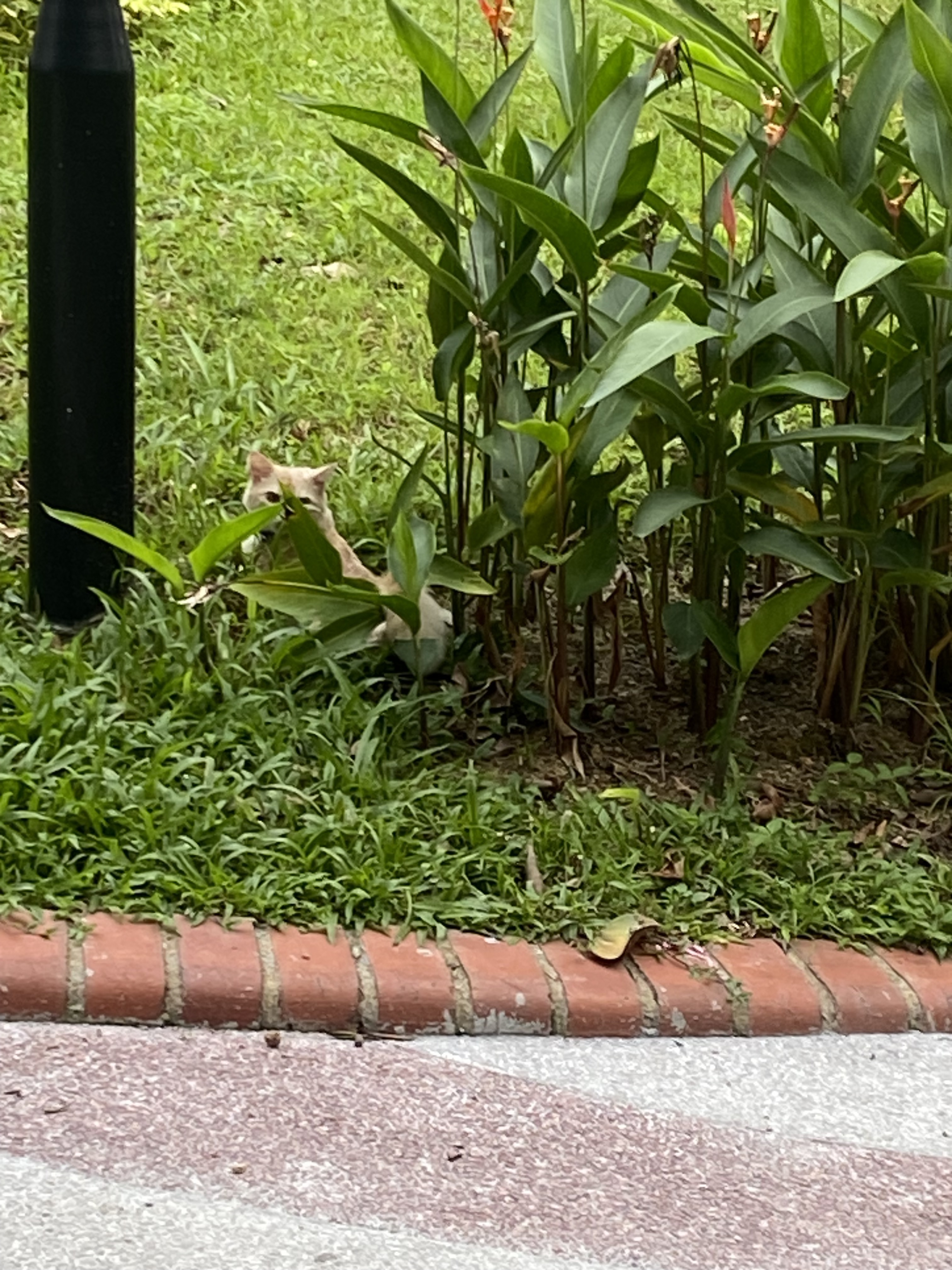 Found cat Singapore, photo: Found Cat: Blue Collar, Pasir Ris 51, SG