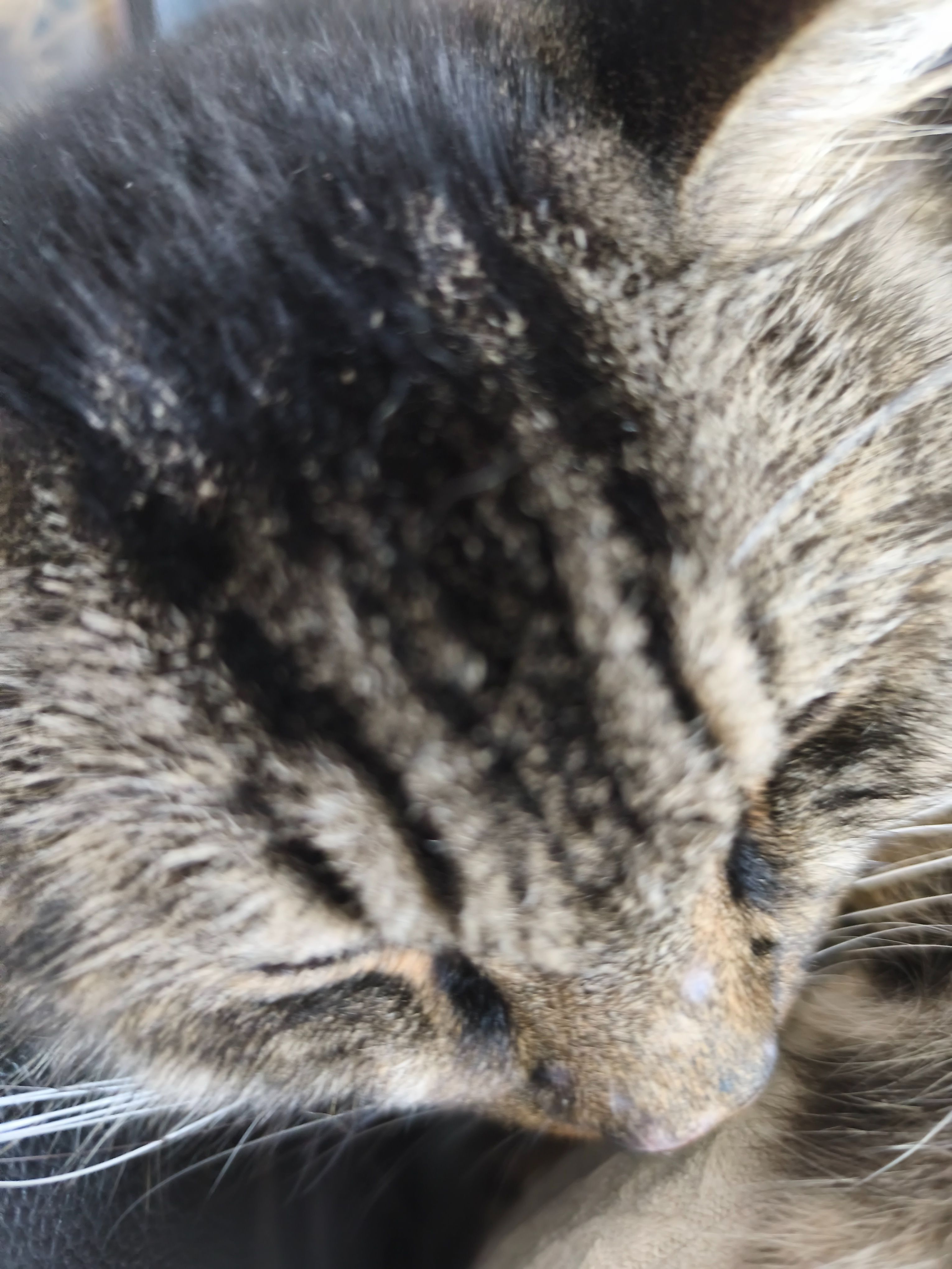 Lost pets Singapore, photo: Lost Brown Tabby: Green Eyes, White Paws