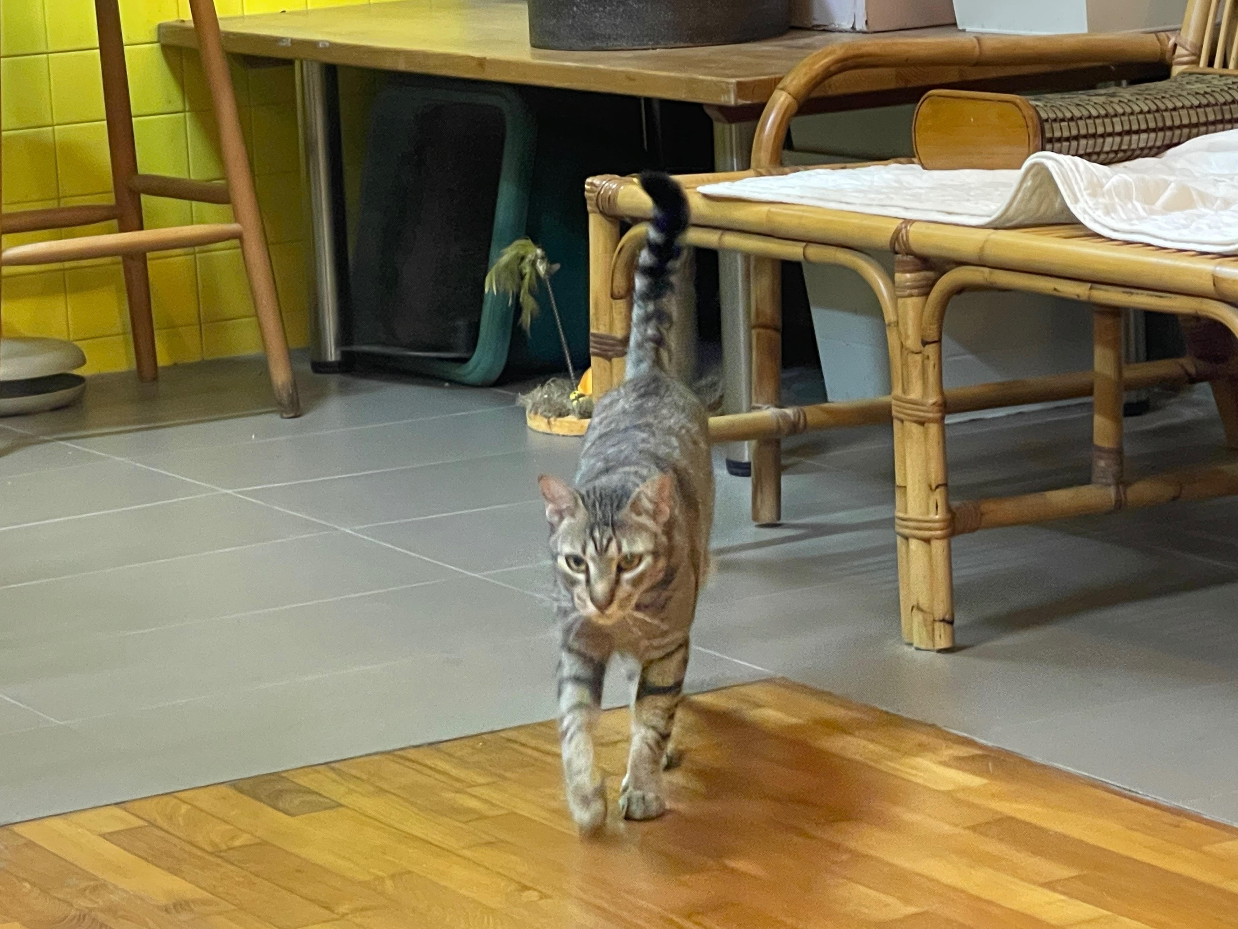 Lost Playful Cat in Yishun Central