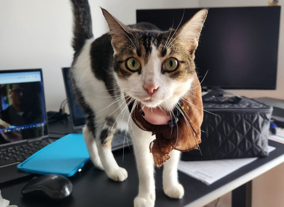 Missing Singapura Cat in Pasir Ris