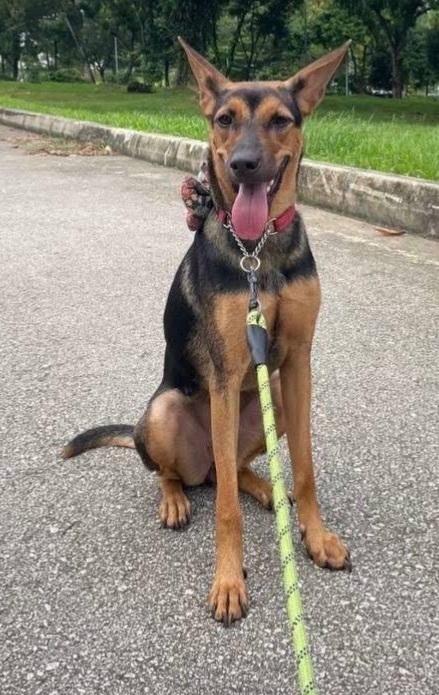 Lost Timid Dog: Irwell Bank Rd Area