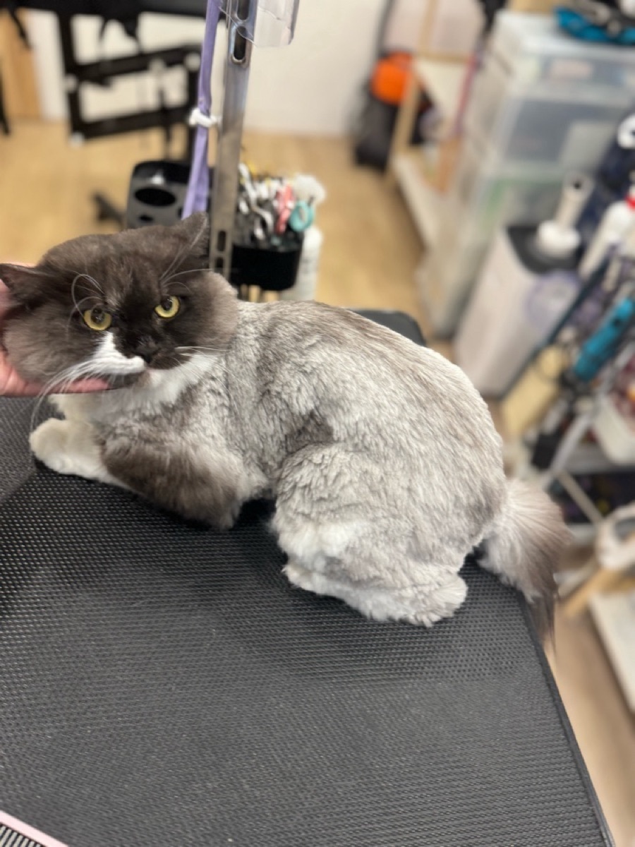 Lost Cat: White & Grey, Marie Collar