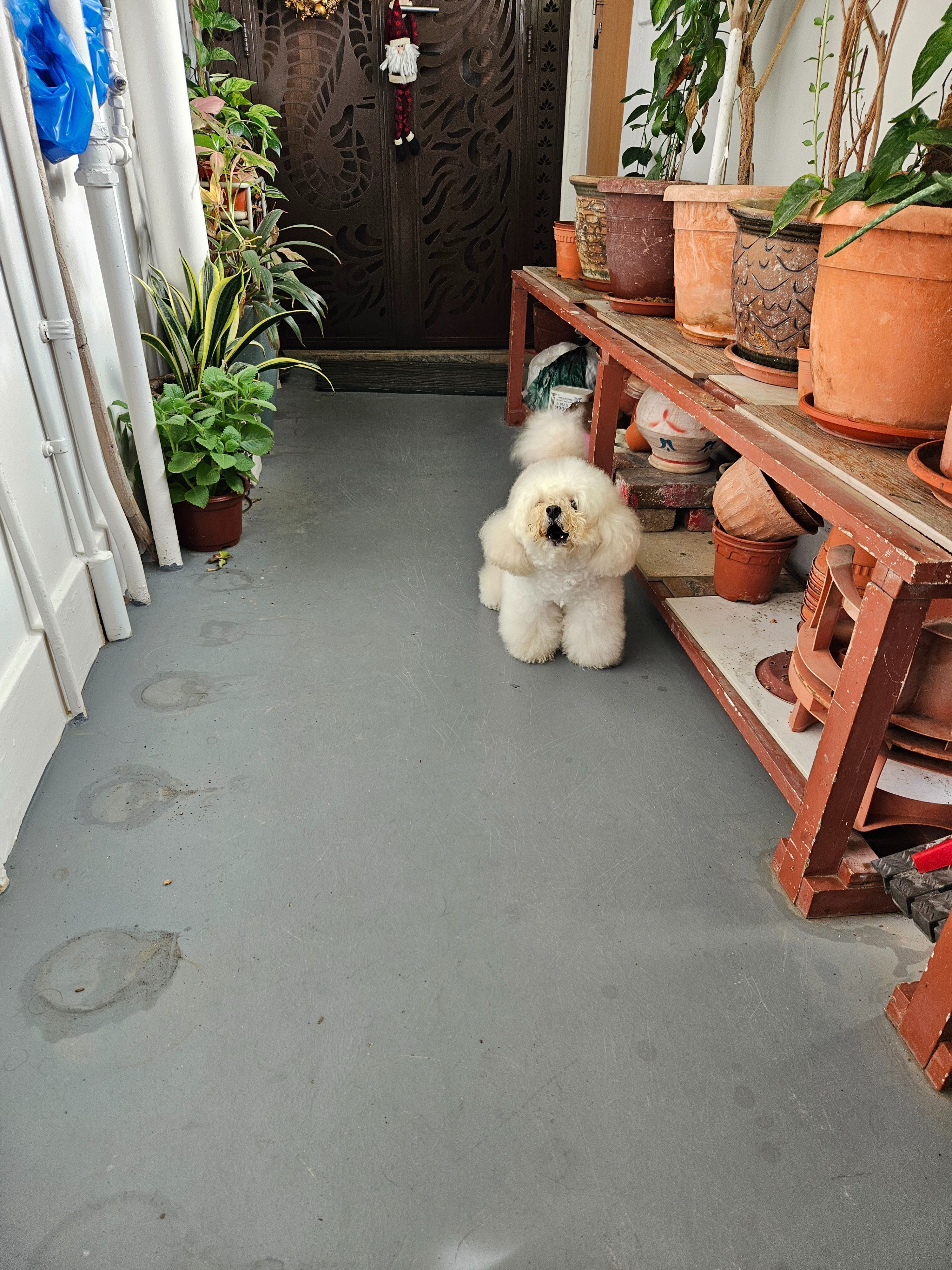 Found: Fluffy White Dog in Tam...