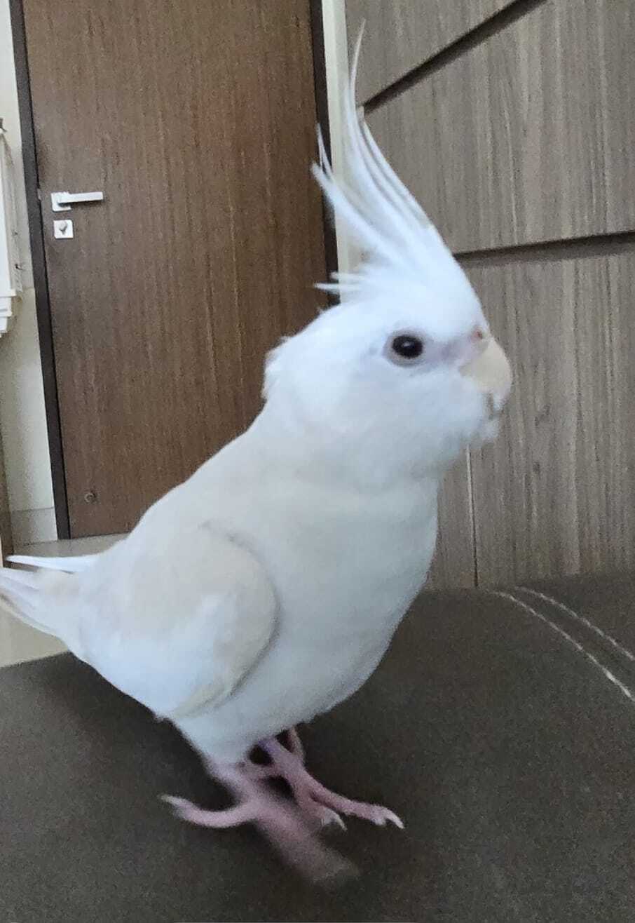 Lost White Cockatiel in Pasir Ris Area