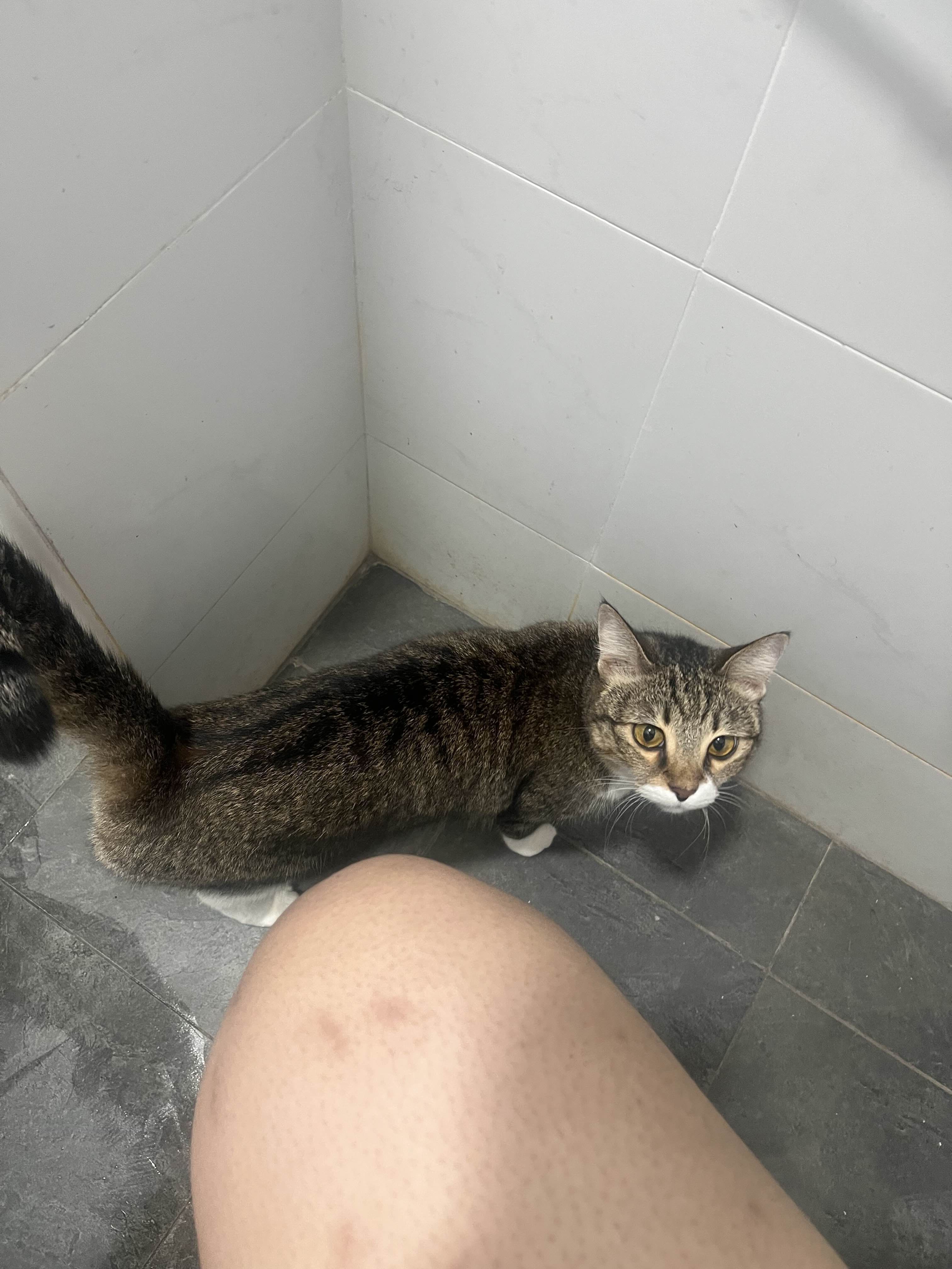 Lost Cat: Black/Brown, Purple Collar 530547